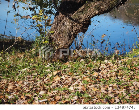Nutria 134974743