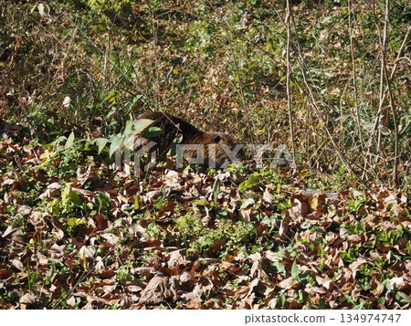 Nutria Nutria 134974747