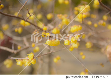 Wintersweet in Odai Park and Uchuu Inari Shrine Wintersweet in Odai Park and Uchuu Inari Shrine 134974806
