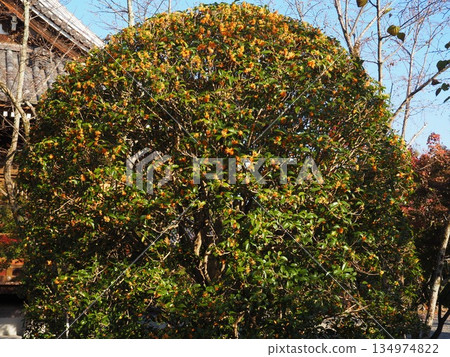 Kinmokusei Kinmokusei 134974822