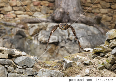 Flying Eurasian Eagle Owl, Bubo bubo, with open wings in rock habitat, old stone wall in background. Bird flight. Flying Eurasian Eagle Owl, Bubo bubo, with open wings in rock habitat, old stone wall in background. Bird flight. 134976326