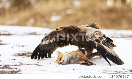 Golden Eagle (Aquila chrysaetos), bird of prey with killed red fox on the ground, winter scene with raptor and prey on snow 134976327