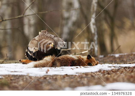 Golden Eagle (Aquila chrysaetos), bird of prey with killed red fox on the ground, winter scene with raptor and prey on snow Golden Eagle (Aquila chrysaetos), bird of prey with killed red fox on the ground, winter scene with raptor and prey on snow 134976328