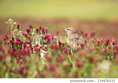Bird of prey Common Buzzard, Buteo buteo, sitting in clover field. Bird hidden in the meadow with clover. 134976331
