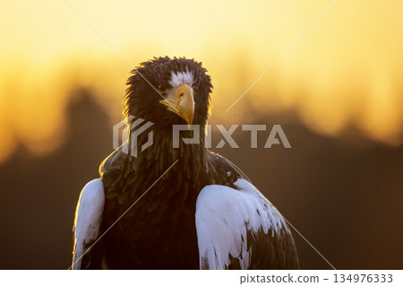 Steller`s sea eagle (Haliaeetus pelagicus), portrait of brown bird of prey with big yellow bill. Japan Steller`s sea eagle (Haliaeetus pelagicus), portrait of brown bird of prey with big yellow bill. Japan 134976333