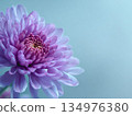Close-up of lilac chrysanthemum flowers on a blue-gray background 134976380