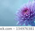 Close-up of lilac chrysanthemum flowers on a blue-gray background 134976381