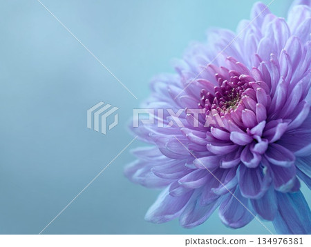 藍灰色背景上的淡紫色菊花特寫 藍灰色背景上的淡紫色菊花特寫 134976381