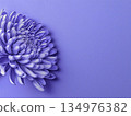 Close-up of purple chrysanthemum flowers on purple background 134976382