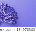 Close-up of purple chrysanthemum flowers on purple background 134976383