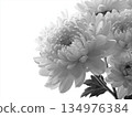 Close-up of a bunch of white chrysanthemum flowers on a white background 134976384
