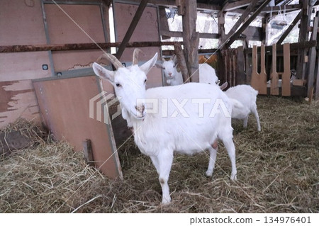 山羊的父母和孩子 134976401