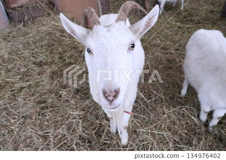 山羊的圓眼睛 134976402