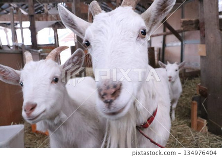 A lively mother and baby goat A lively mother and baby goat 134976404