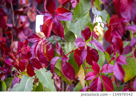 Vibrant red and green autumn leaves on climbing vine in fall garden Vibrant red and green autumn leaves on climbing vine in fall garden 134976542