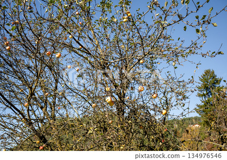Ripe apples hanging on branches of old apple trees against blue sky 134976546