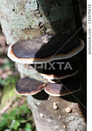 Mushrooms grown on trees 134976618
