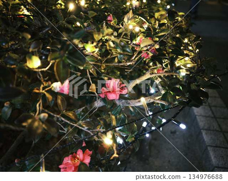 Kochi Central Park Christmas Market Kochi Central Park Christmas Market 134976688