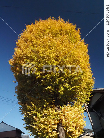 Winter sky and yellow leaves of ginkgo tree (Ginkgo tree at Omikami Shrine) Winter sky and yellow leaves of ginkgo tree (Ginkgo tree at Omikami Shrine) 134976961