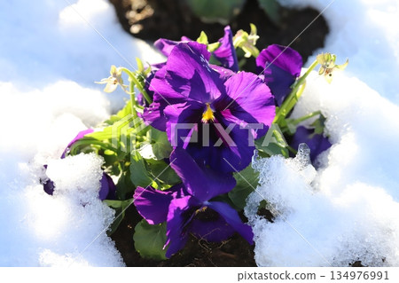 Purple pansy flowers blooming in the snow in a winter garden 134976991