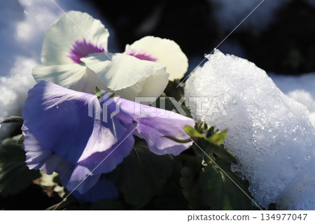 冬日花園裡，白雪皚皚間盛開著白色和淺紫色的三色堇。 134977047