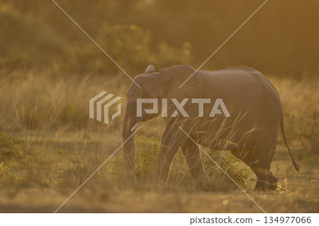 Elephants at sunset Elephants at sunset 134977066