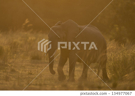 Elephants at sunset Elephants at sunset 134977067