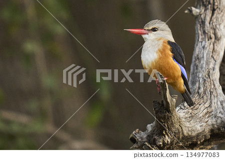 Grey-headed Kingfisher Grey-headed Kingfisher 134977083