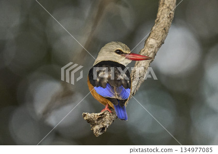 Grey-headed Kingfisher 134977085