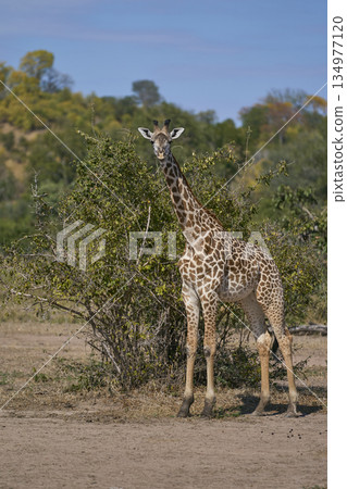 Thornicroft giraffe Thornicroft giraffe 134977120