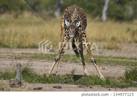 Thornicroft giraffe 134977123