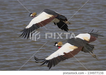 Grey Crowned Cranes 134977138