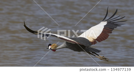 Grey Crowned Cranes 134977139