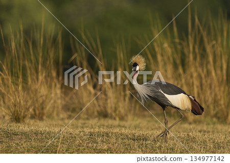 Grey Crowned Cranes Grey Crowned Cranes 134977142