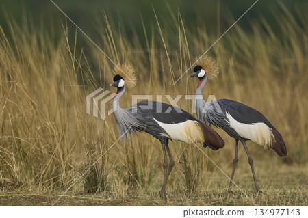 Grey Crowned Cranes Grey Crowned Cranes 134977143