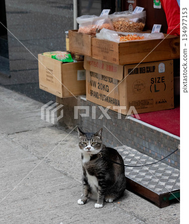 Hong Kong cat Hong Kong cat 134977153