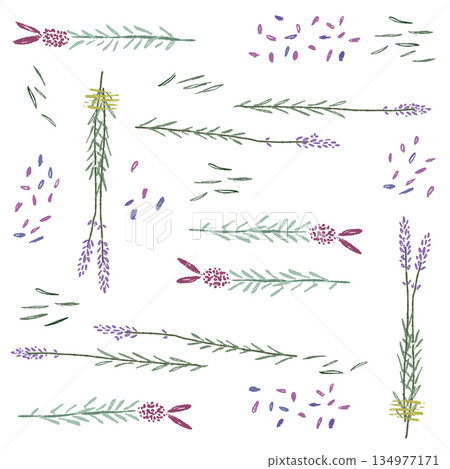 Lavender hand-drawn color illustration material 134977171