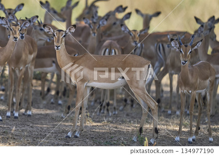 Large group of Impala 134977190