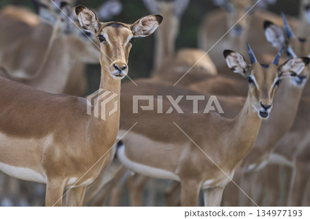 Large group of Impala Large group of Impala 134977193