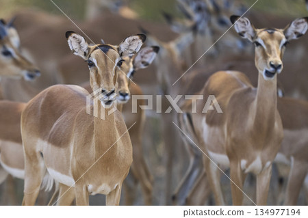 Large group of Impala 134977194
