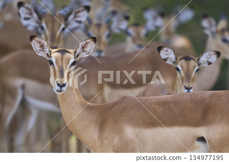 Large group of Impala Large group of Impala 134977195