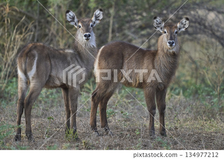 Waterbuck 134977212