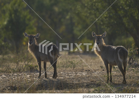 Waterbuck 134977214