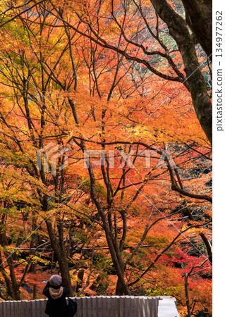 A woman photographs the autumn leaves at Jakkoin Temple in Inuyama City, Aichi Prefecture, a popular autumn tourist spot. 134977262