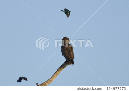 Western Banded Snake-eagle 134977273