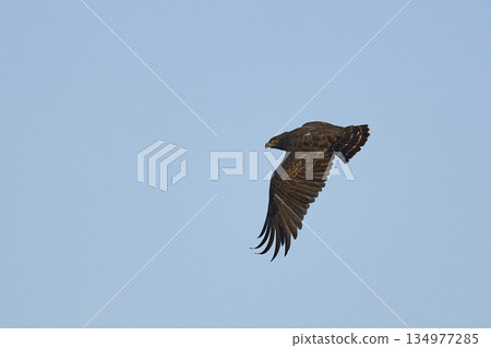Western Banded Snake-eagle in flight Western Banded Snake-eagle in flight 134977285