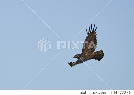 Western Banded Snake-eagle in flight Western Banded Snake-eagle in flight 134977286