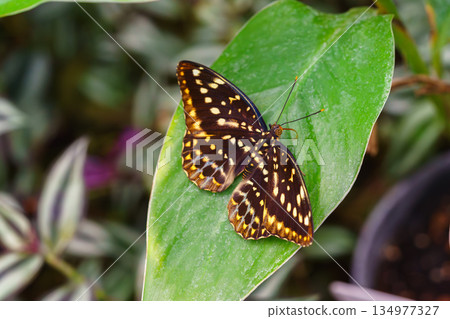 Lexias dirtea, the archduke butterfly of the family Nymphalidae, sitting on green leaves background 134977327