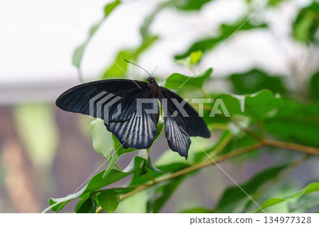Papilio memnon, the great Mormon or Asian swallowtail butterfly, Papilionidae family on green leaf Papilio memnon, the great Mormon or Asian swallowtail butterfly, Papilionidae family on green leaf 134977328