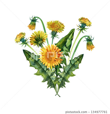 Hand-painted watercolor dandelion cluster with vivid petals and textured leaves. Ideal for botanical projects, eco labels, rustic aesthetics, textile prints, stickers, cards and herbal-themed Hand-painted watercolor dandelion cluster with vivid petals and textured leaves. Ideal for botanical projects, eco labels, rustic aesthetics, textile prints, stickers, cards and herbal-themed 134977781